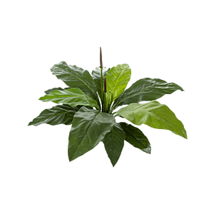 Anthurium Jungle King