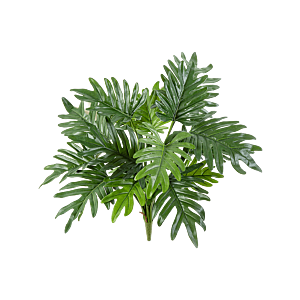 Philodendron Selloum