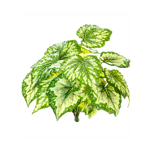 Begonia