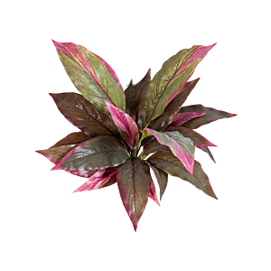 Cordyline