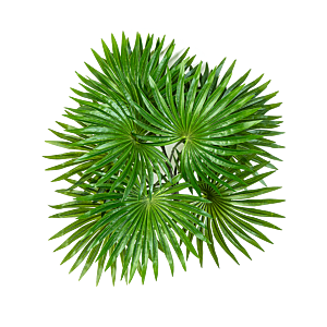 Palm