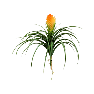 Vriesea