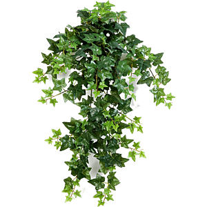 Klimop