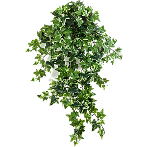 Klimop