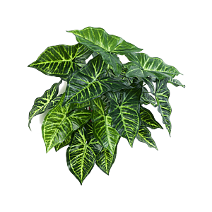 Philodendron