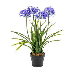 Afrikaanse Lelie (Agapanthus)