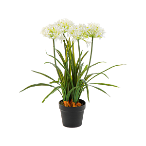 Afrikaanse Lelie (Agapanthus)