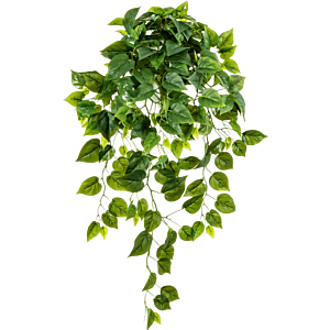 Philodendron