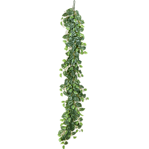 Scindapsus