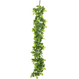 Philodendron