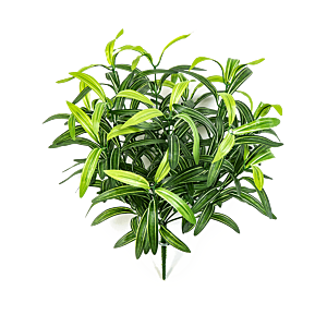 Graslelie (Spider Plant)