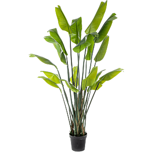 Reizigersboom (Strelitzia Traveller)
