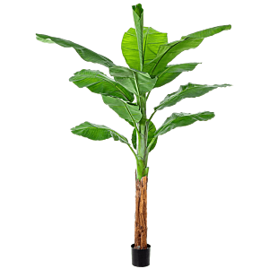 Bananenplant