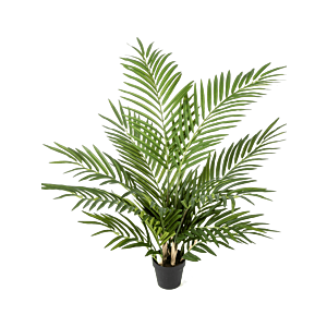Areca