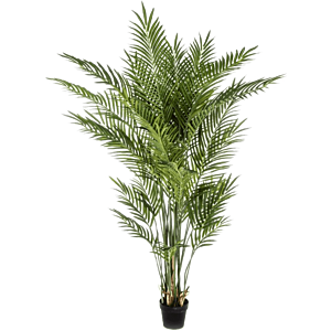Areca