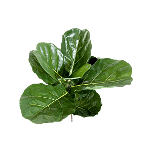 Vioolbladplant