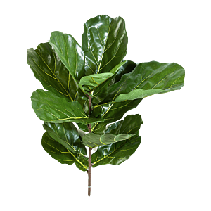 Vioolbladplant