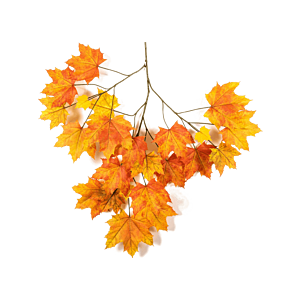 Maple