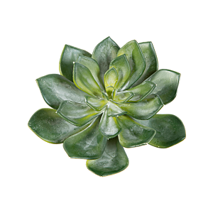 Echeveria