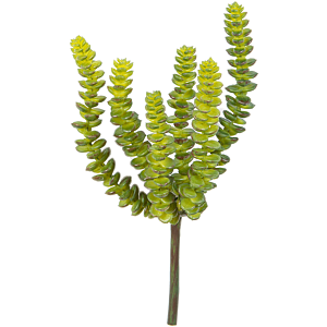 Crassula