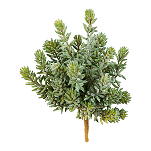 Sedum