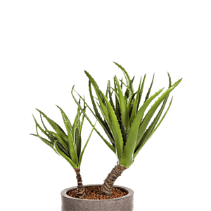 Agave op Stam
