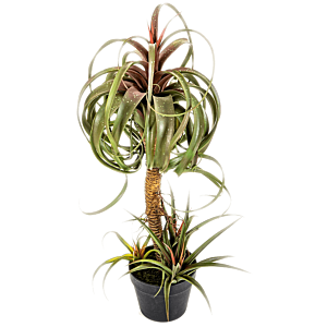 Tillandsia Streptophylla