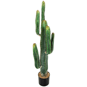 Cereus Cactus