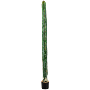 Cereus Kolomcactus