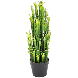 Euphorbia Trigona (Cactus)
