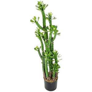 Euphorbia Roylena Cactus