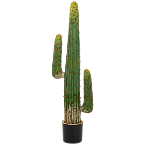 Mexicaanse Cactus