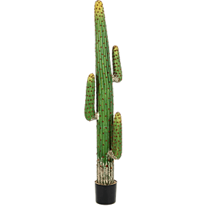Mexicaanse Cactus