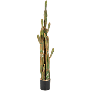 Zuilcactus