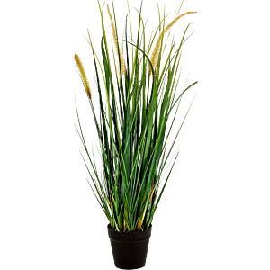 Vossenstaartgras