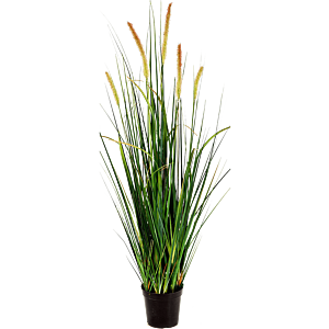 Vossenstaartgras