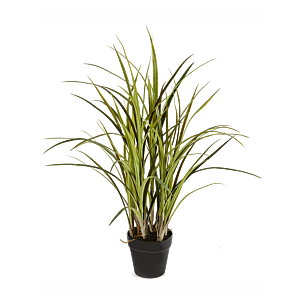 Natuurlijk Gras