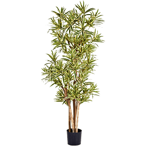 Dracaena Reflexa