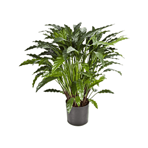 Calathea