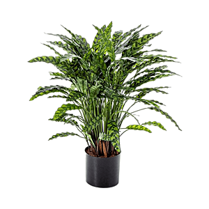 Calathea