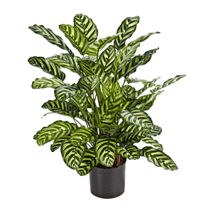 Calathea