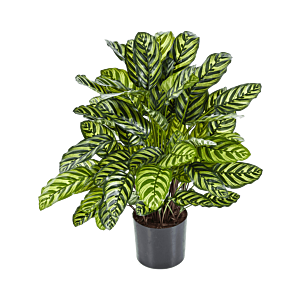 Calathea
