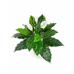 Lepelplant (Spathiphyllum)