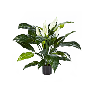 Lepelplant (Spathiphyllum)