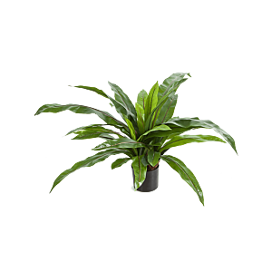Nestvaren (Asplenium)