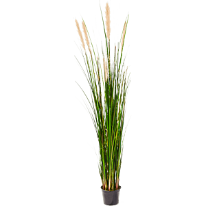 Rietgras