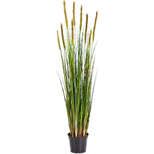 Vossenstaartgras