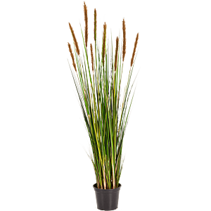 Vossenstaartgras