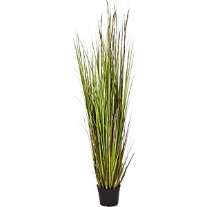 Bamboegras
