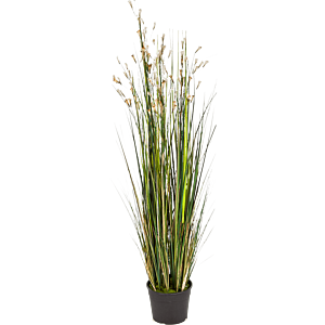 Koraalgras